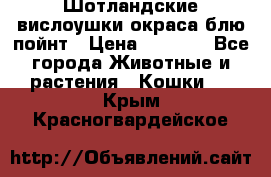 Шотландские вислоушки окраса блю пойнт › Цена ­ 4 000 - Все города Животные и растения » Кошки   . Крым,Красногвардейское